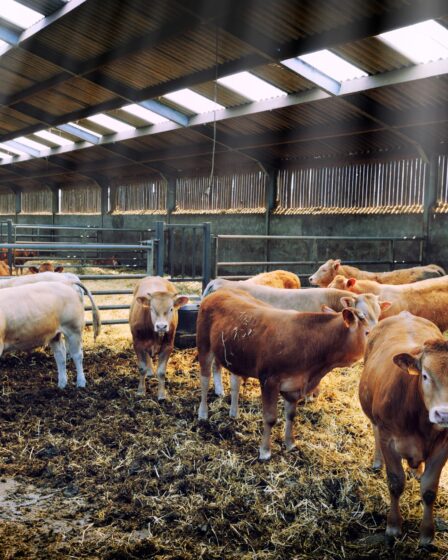 Livestock Management