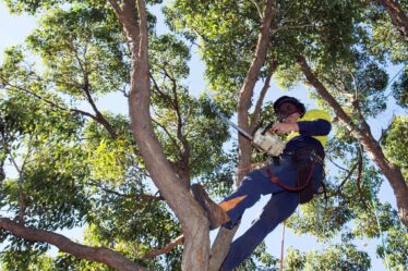 Tree Removal in Sydney
