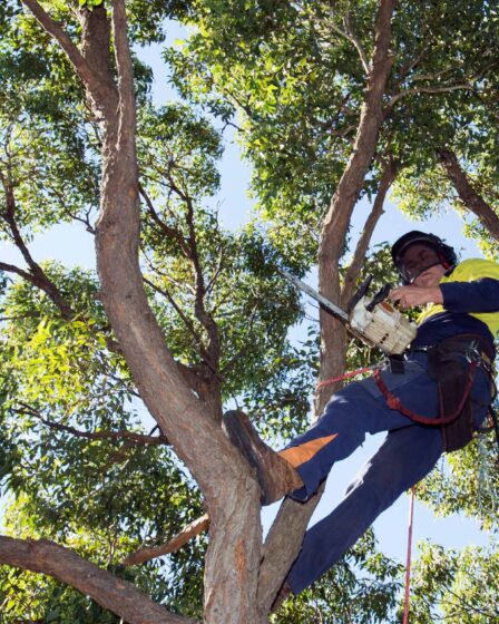 Tree Removal in Sydney