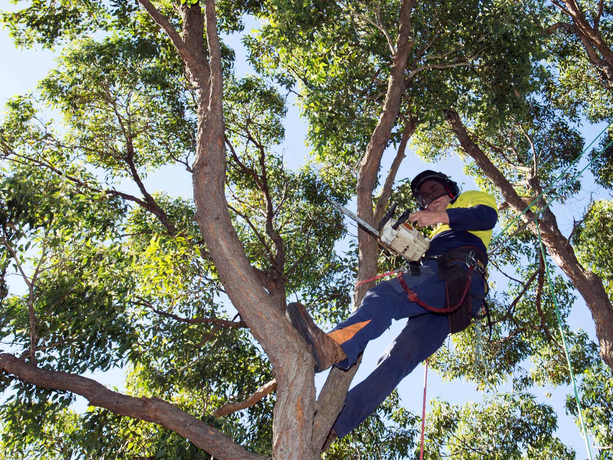 Tree Removal in Sydney