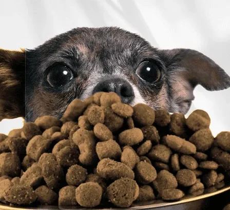 Dry Dog Food