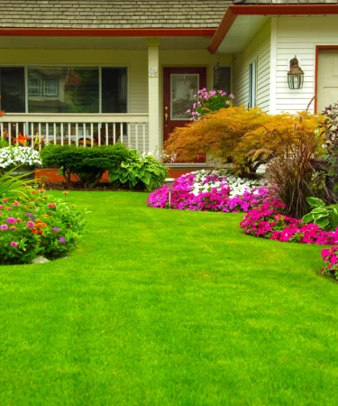 Healthy Lawn