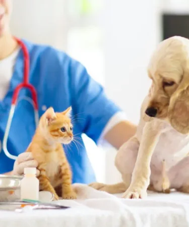 Animal Hospitals