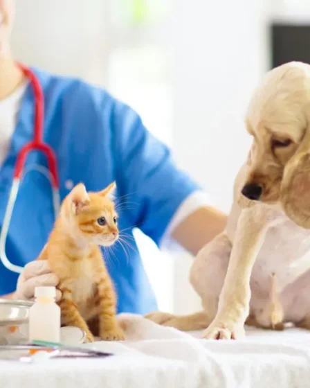 Animal Hospitals