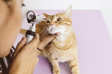 General Veterinarians
