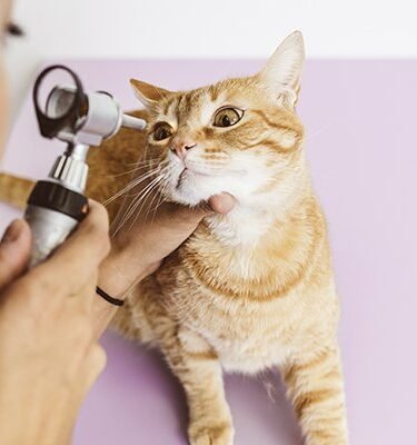 General Veterinarians