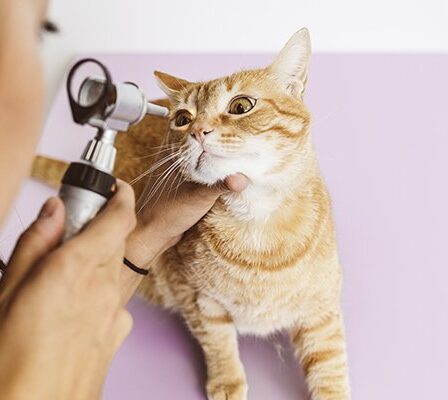 General Veterinarians