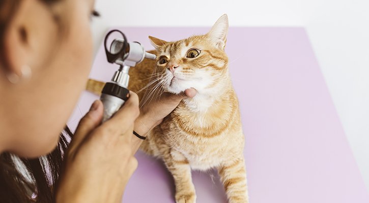 General Veterinarians