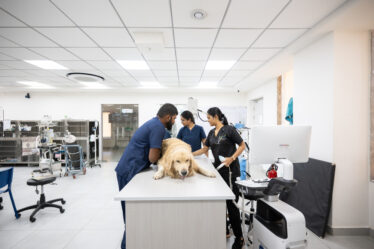 General Veterinarians