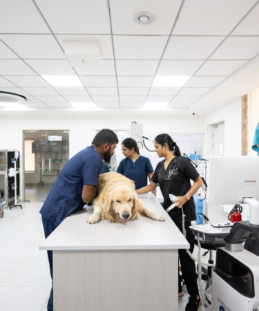 General Veterinarians