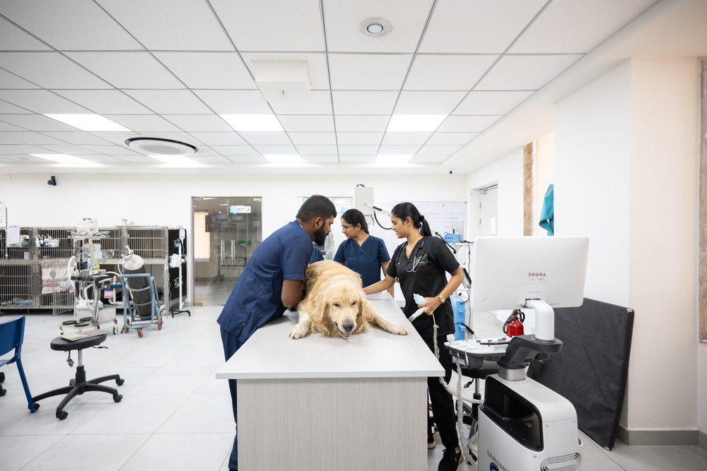 General Veterinarians