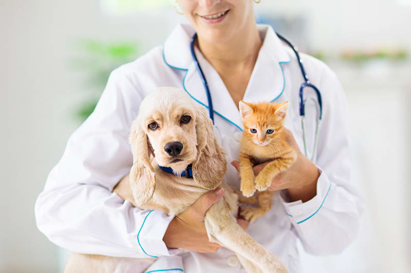 Pet Health