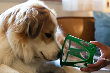 Respiratory Distress In Pets