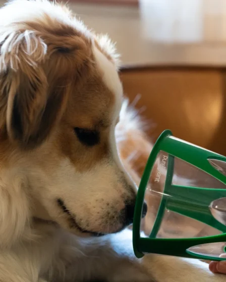 Respiratory Distress In Pets