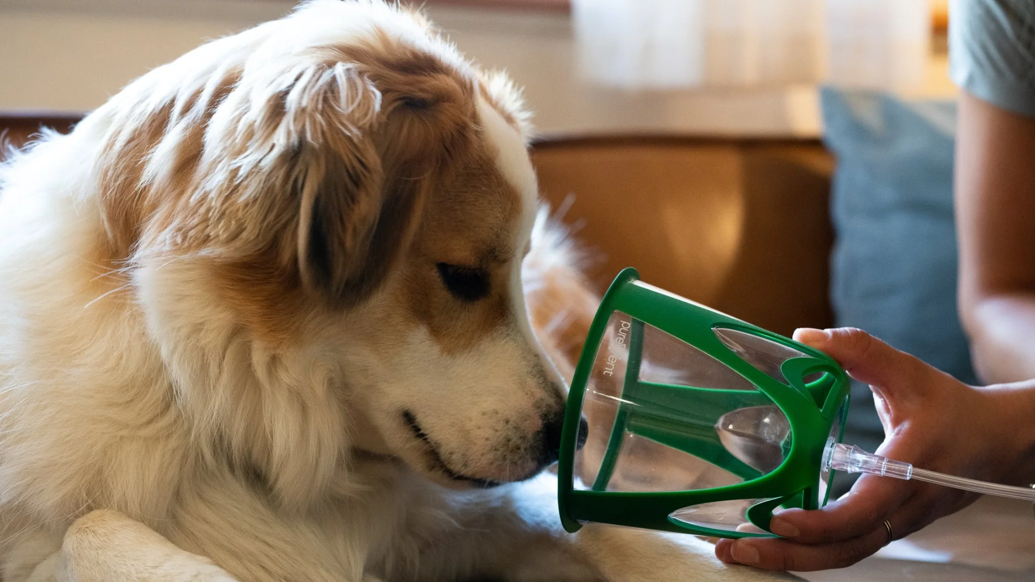 Respiratory Distress In Pets