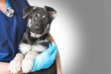 Veterinary Clinic