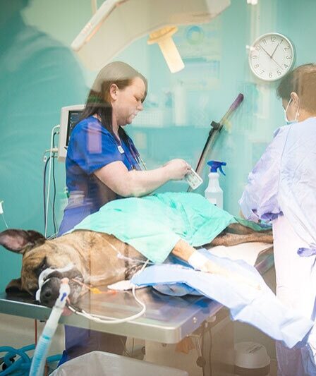 Advanced Surgical Services In Animal Hospitals