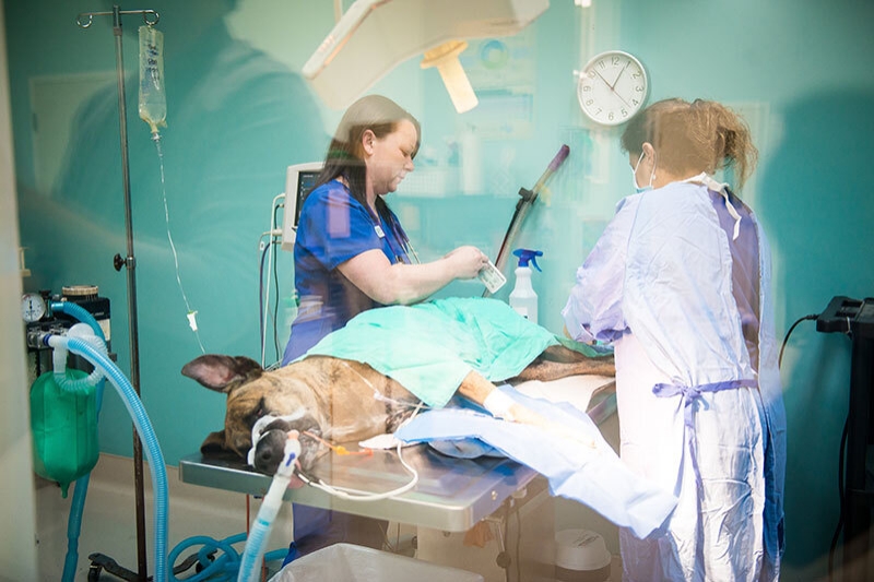 Advanced Surgical Services In Animal Hospitals